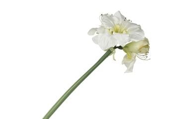 Beyaz Yapay Amaryllis 74cm