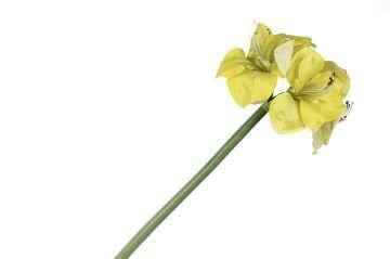 Sarı Yapay Amaryllis 73cm