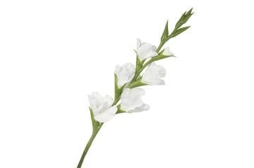 Beyaz Yapay Glayöl 86cm