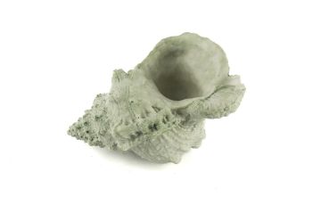 Deniz Salyangozu 17x12x10cm