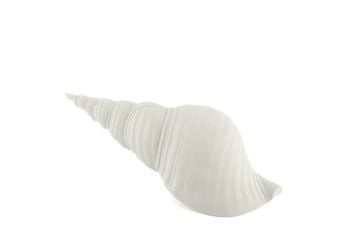 Beyaz Deniz Kabuğu 21x7cm