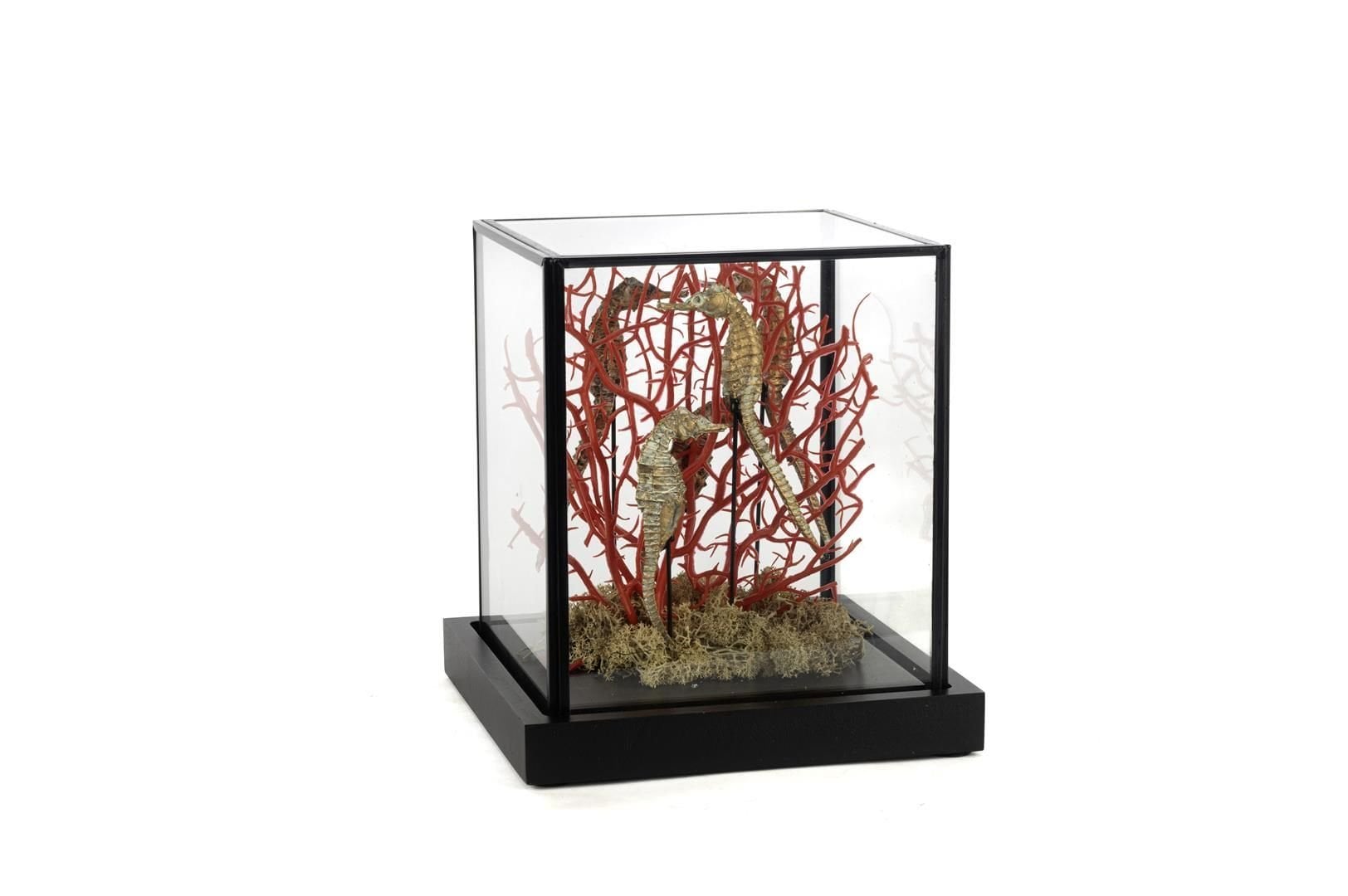 Coral Oranj Gold Dekoratif Cam Fanus 19x19x21cm