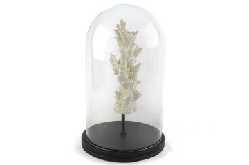 Beyaz Mercan Clear Cam Fanus 38x22cm
