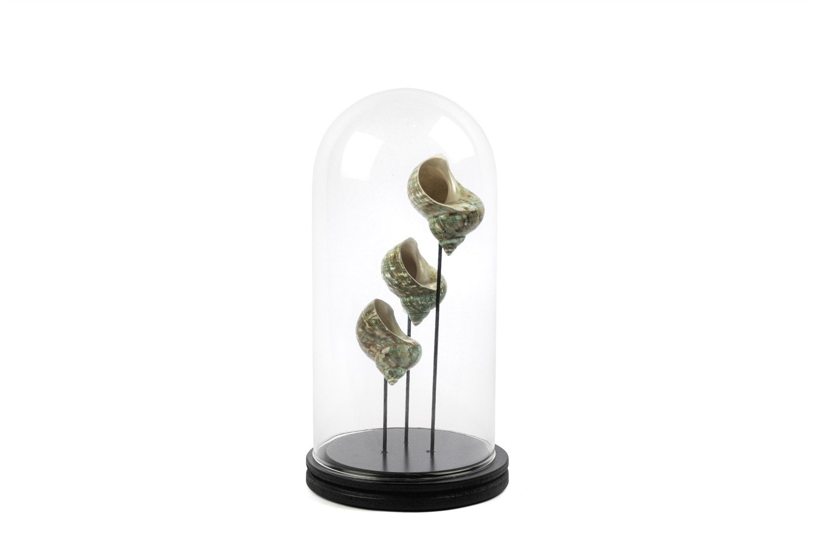 Yeşil Midye Kabuklu Fanus 33x16cm