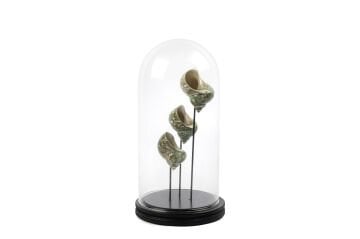 Yeşil Midye Kabuklu Fanus 33x16cm