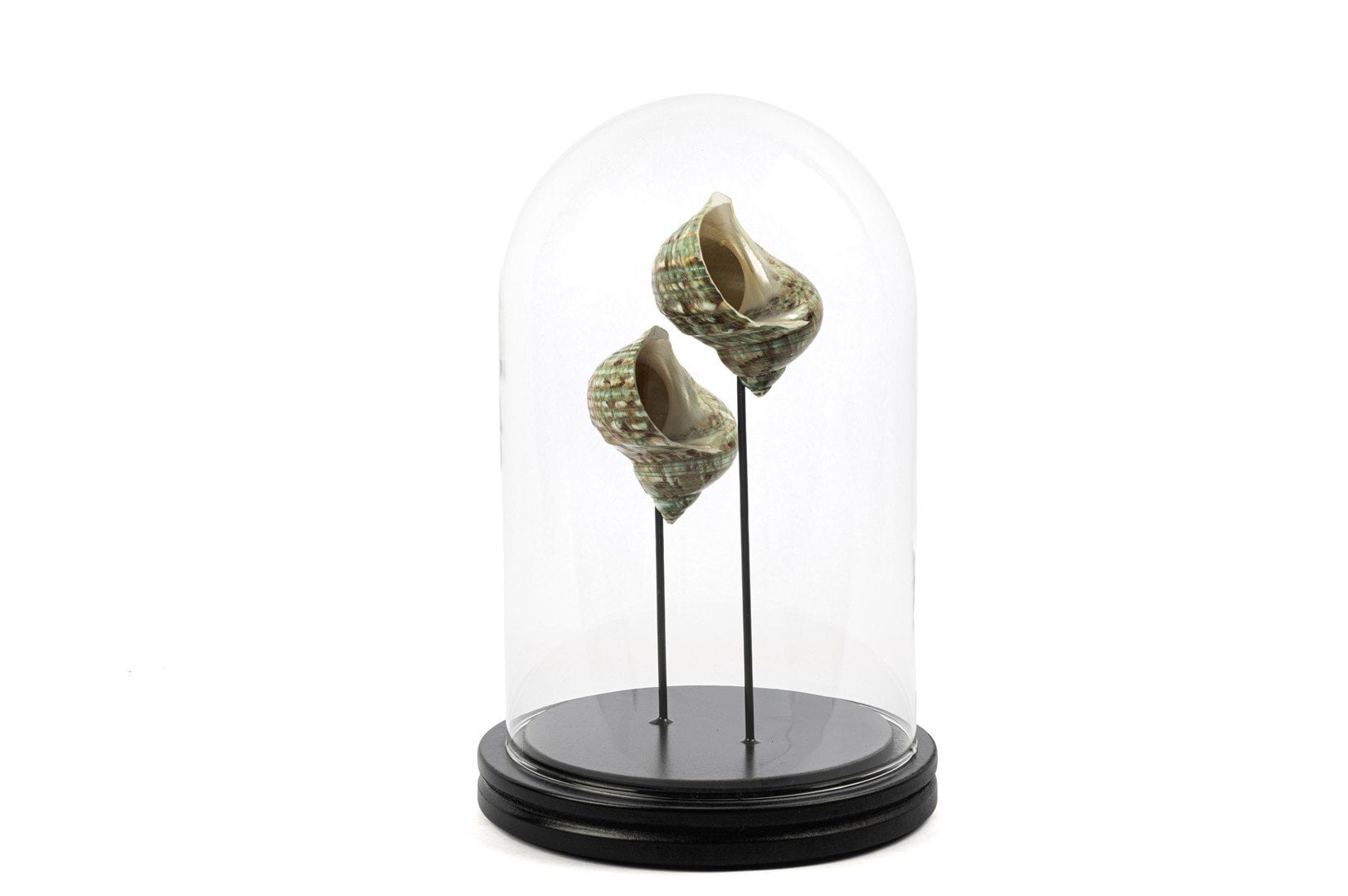 Yeşil Midye Kabuklu Fanus 26x16cm