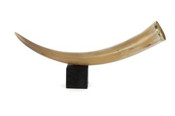 Mermer Ayaklı Dekoratif Boynuz 54x27cm